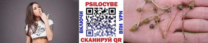 Псилоцибиновые грибы Psilocybe Купить где Кудымкар